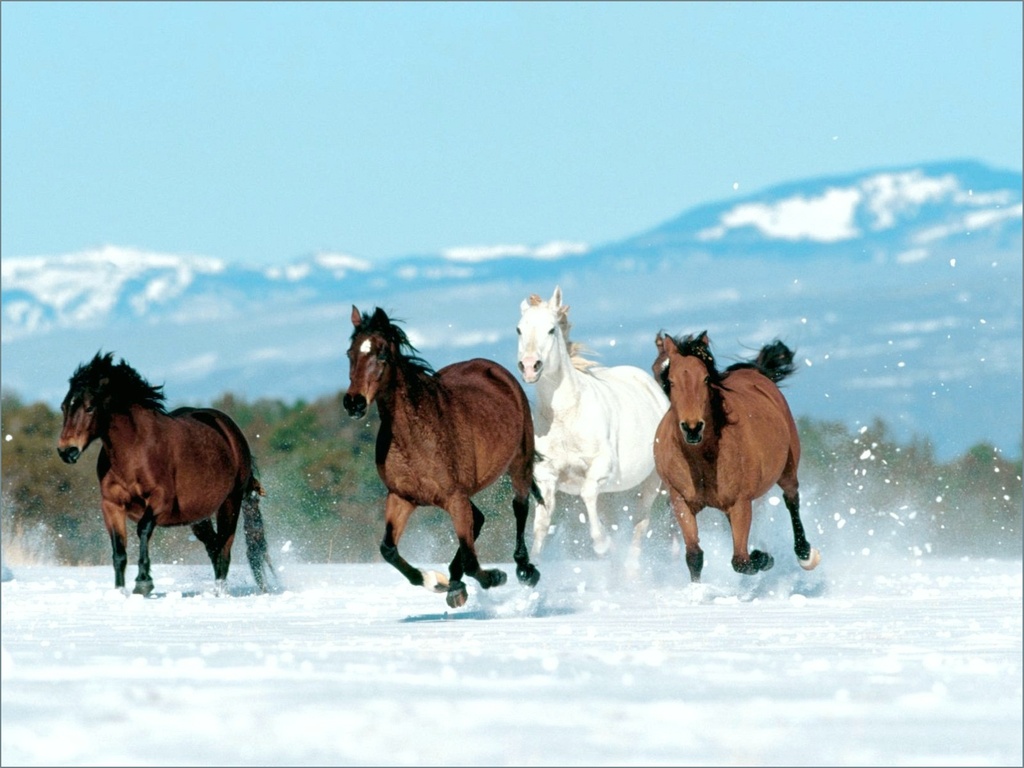 خيول horses خيل ، فرس Size:201.80 Kb Dim: 1024 x 768 Size: Kb Dim: x
