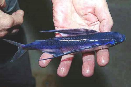 سمك القرش shark سمك القرش shark2 Size:21.50 Kb Dim: 500 x 331 Size: Kb Dim: x