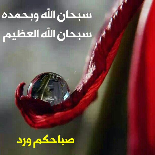 بطاقات الصباح بطاقة الصباح Size:43.30 Kb Dim: 612 x 612 Size: Kb Dim: x