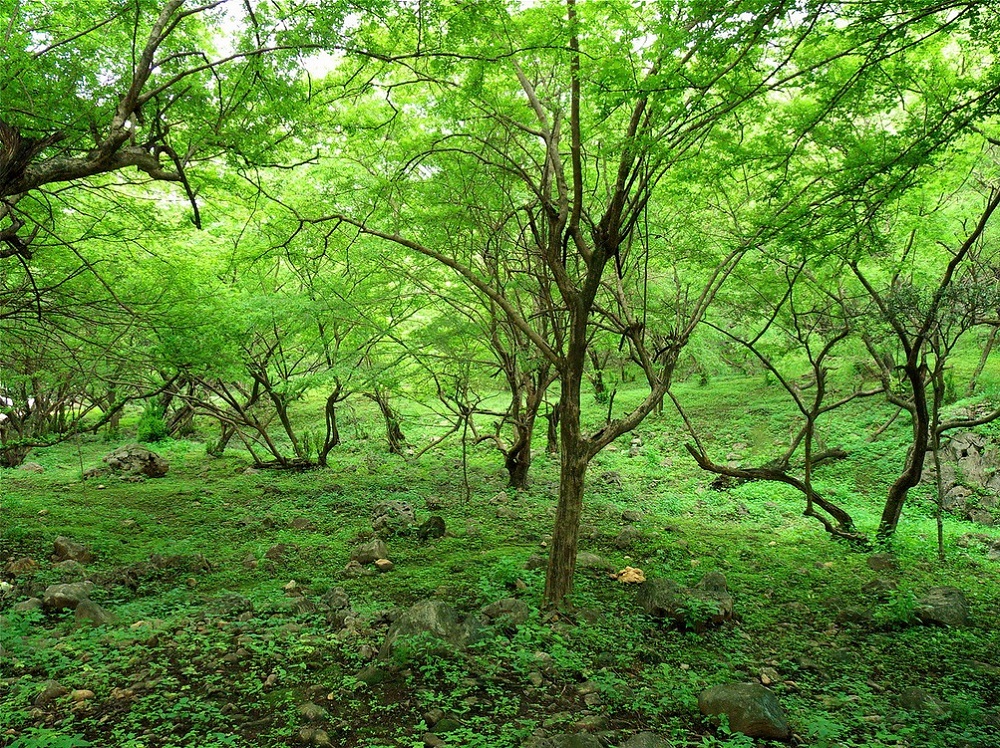 ولاية صلالة نيابة شير Size:597.40 Kb Dim: 1000 x 748 Size: Kb Dim: x