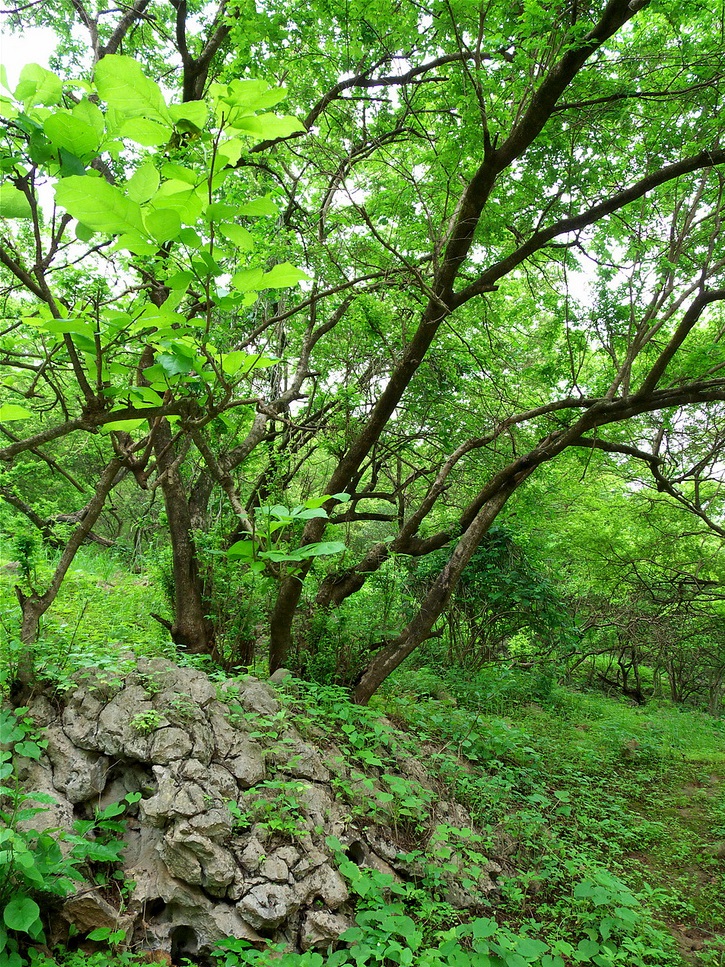 ولاية صلالة نيابة شير Size:584.20 Kb Dim: 725 x 967 Size: Kb Dim: x