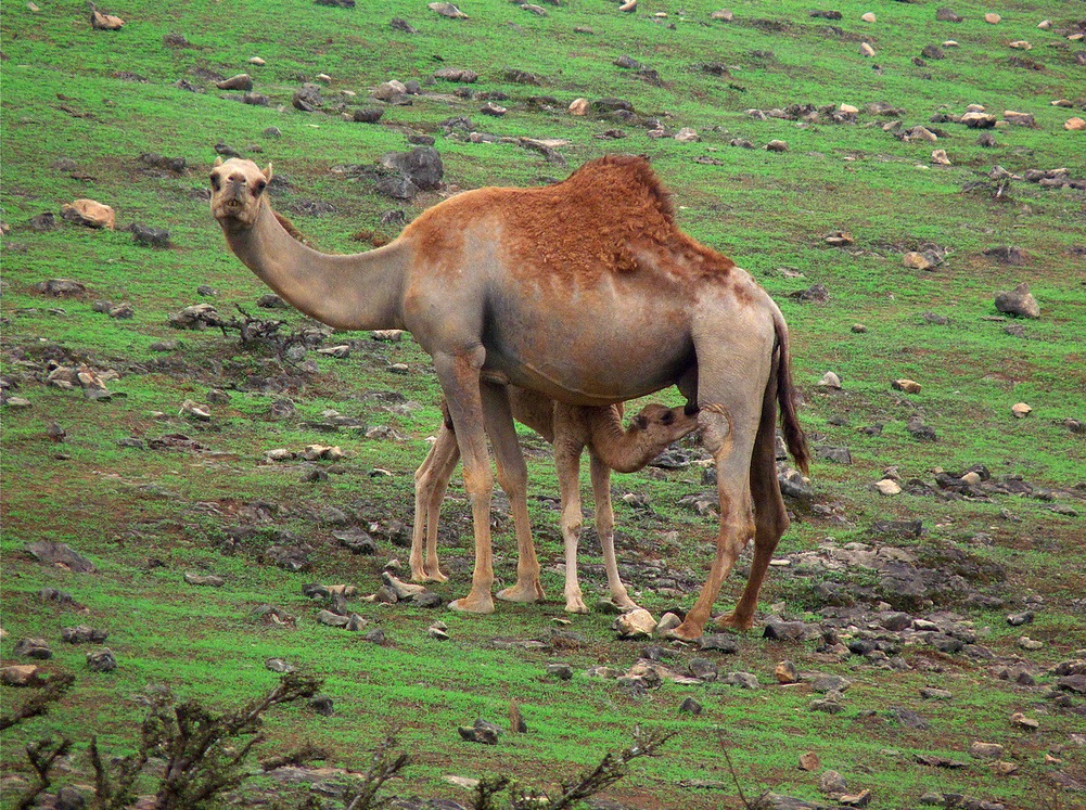 ولاية صلالة نيابة أصطاح Size:515.90 Kb Dim: 1001 x 747 Size: Kb Dim: x