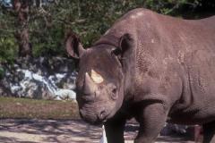 وحيد القرن