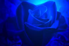 وردة زرقاء