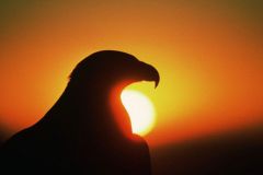 Golden Eagle at Sunrise
