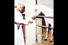 السلطان قابوس
