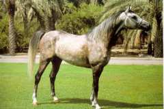 خيل عماني