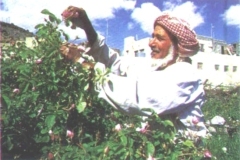 الزراعة