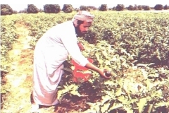 زراعة الباذنجان