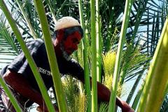 تنبيت النخلة