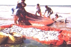 صيد الأسماك