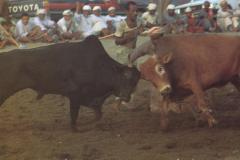 مناطحة الثيران