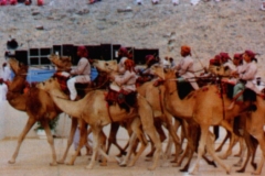 ركوب الجمال
