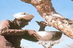 تجميع اللبان