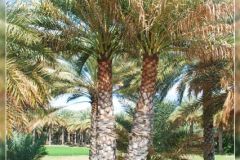 حضارة11