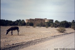 التاريخ العريق10
