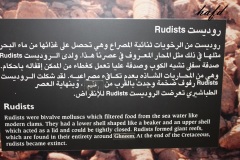التاريخ العريق6