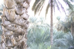 DIGITAL CAMERA