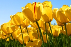 الطبيعة الساحره3