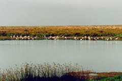 خور صلالة
