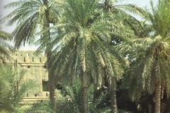 منظر طبيعي