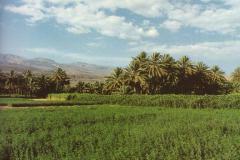 منظر طبيعي