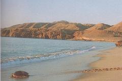 شاطئ البحر