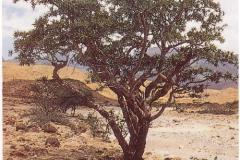 شجرة اللبان