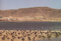 منظر طبيعي