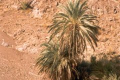ولاية عبري