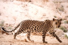 محمية النمر العربي - 7
