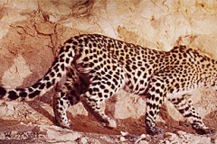 محمية النمر العربي - 9