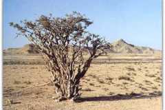 الطبيعة الساحره1