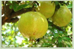 الطبيعة الساحره3