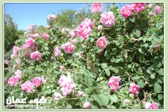 الطبيعة الساحره6