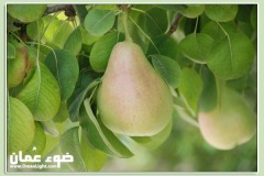 الطبيعة الساحره11