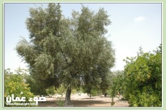 الطبيعة الساحره1