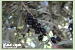 الطبيعة الساحره2
