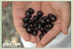 الطبيعة الساحره3