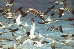 مناطق سياحية