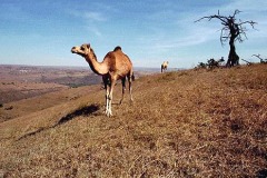 الجمال في صلالة