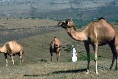 الجمال في صلالة