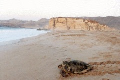 نيابة رأس الحد