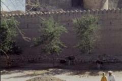 صور متنوعة7