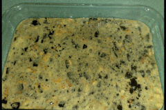 بسبوسة بالصــور5