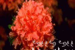 بطاقات المناسبات الدينية3