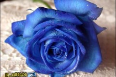 بطاقات الصداقة والتعارف12