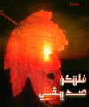 بطاقات الصداقة والتعارف8