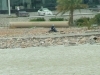 إعصار جونو4