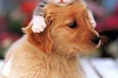 chat et chien
